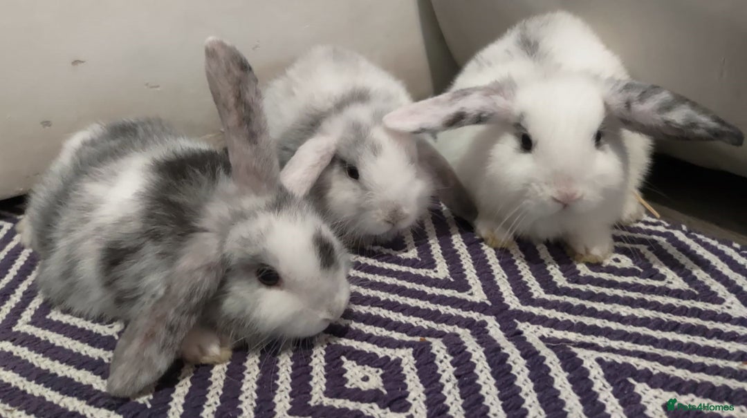Mini Lop rabbits for sale: Trained French x Mini Lop Bunnies. Please Read! - Image 1