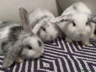 Mini Lop rabbits - Advert 29