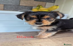 Yorkshire Terrier dogs for sale: Adorable Purebred Yorkshire Terrier Puppies - Image 11