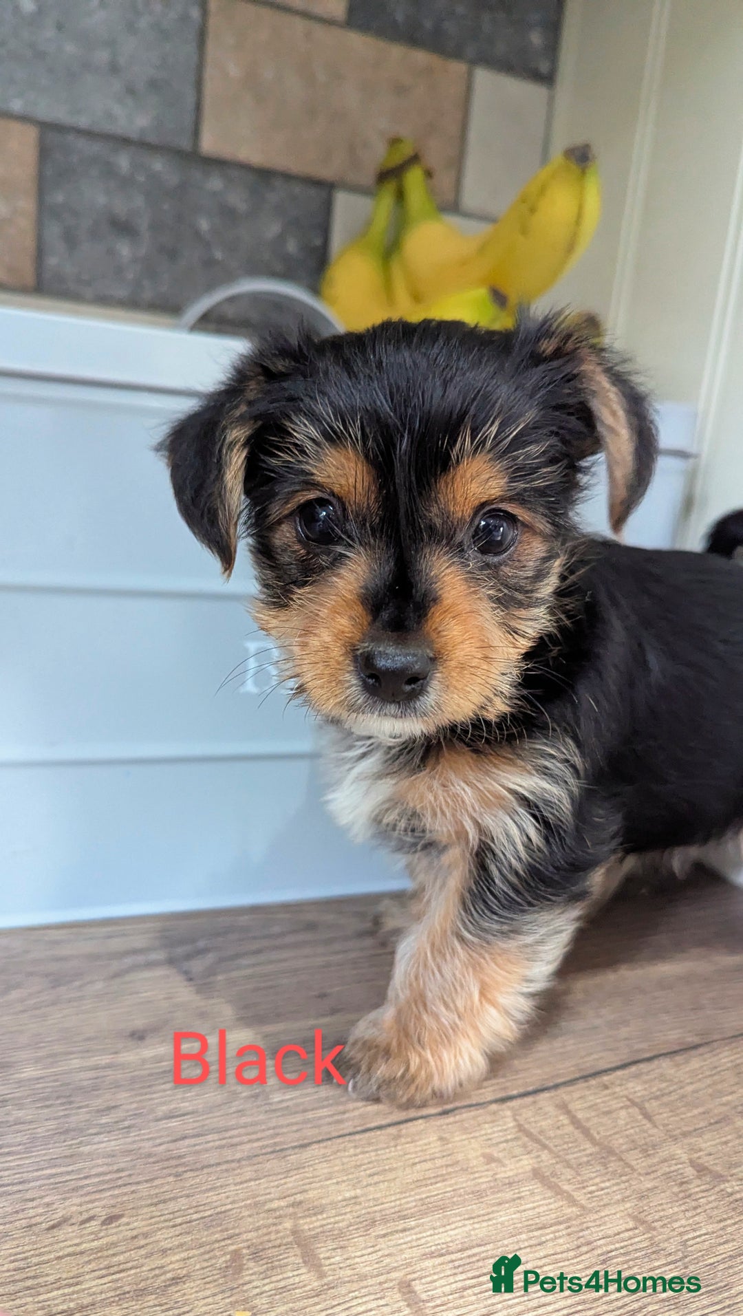 Yorkshire Terrier dogs for sale: Adorable Purebred Yorkshire Terrier Puppies - Image 11
