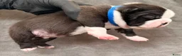 Boston Terrier dogs for sale: Bostixon KC Registered Boston Terrier Puppies - Advert 6