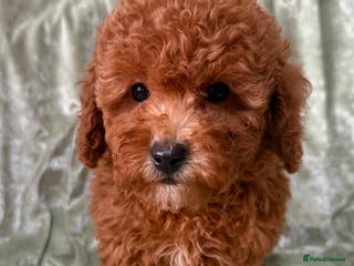 Maltipoo dogs BEAUTIFUL LITTER OF F1B MALTIPOOS - Advert 11