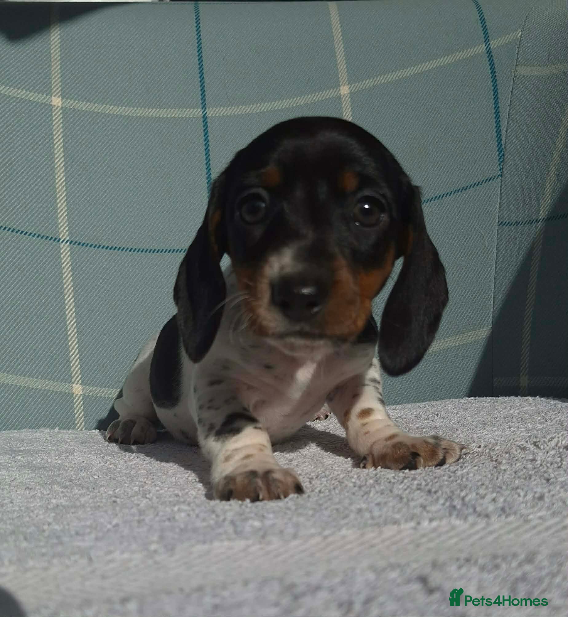 Miniature Dachshund dogs REDUCDED READY NOW MINI DACHSHUND PUPS GIRLS LEFT - Advert 1