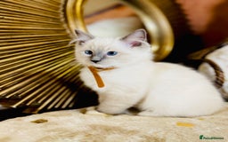 Ragdoll cats for sale: QUALITY GCCF RAGDOLLS KITTENS READY NOW  - Image 15