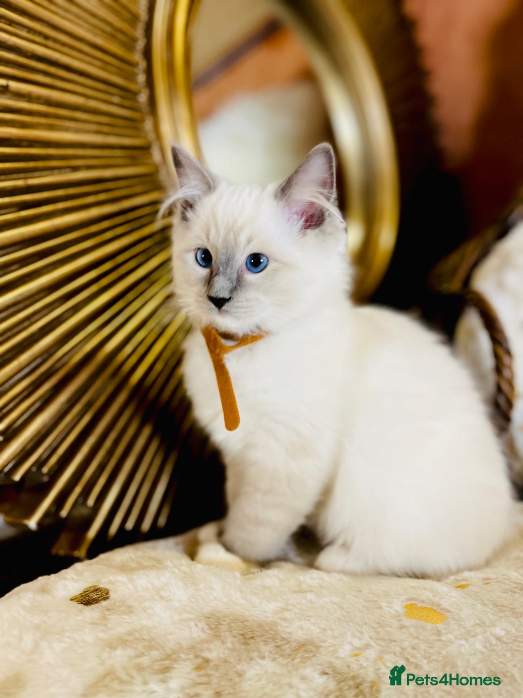 Ragdoll cats for sale: QUALITY GCCF RAGDOLLS KITTENS READY NOW  - Image 15