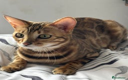 Bengal cats for sale: Nala the Bengal  - Image 1