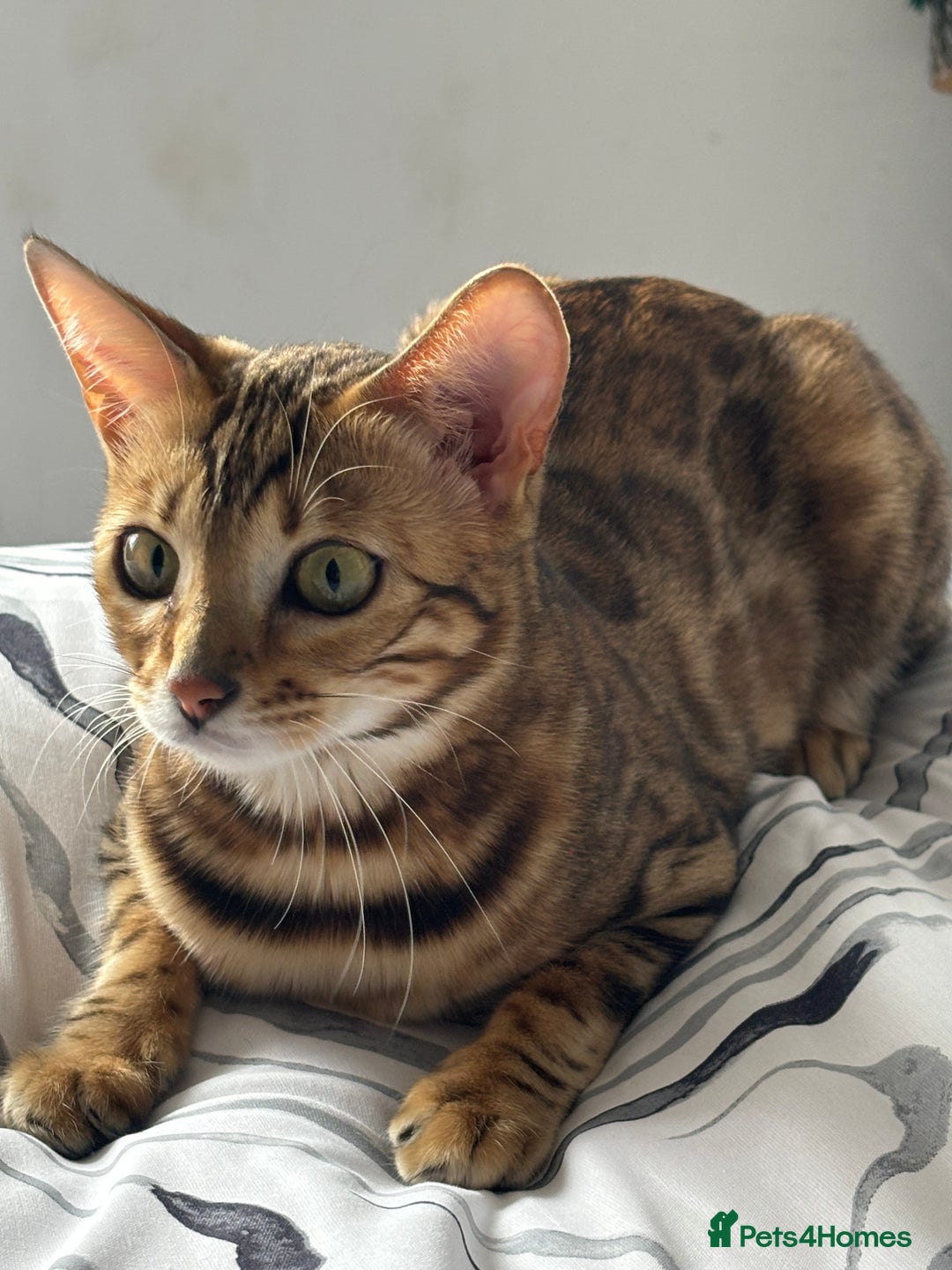 Bengal cats for sale: Nala the Bengal  - Image 1