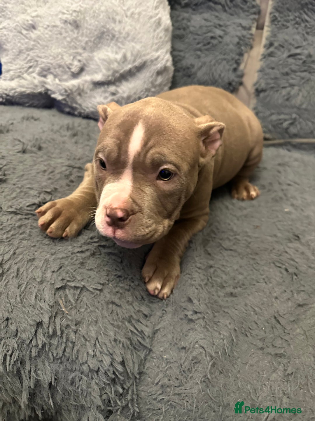 American Bully dogs for sale: 🐾 ABKC Registered Micro/Pocket Bully Puppies! 🐾 - Advert 34