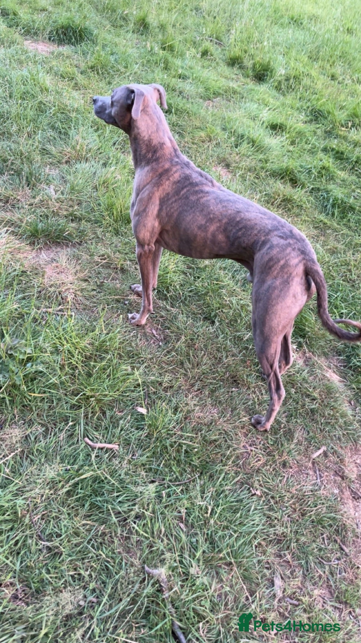 Lurcher dogs Bullx SalukiDeerhoundGreyhound  - Advert 1