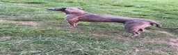 Lurcher dogs for sale: Bullx SalukiDeerhoundGreyhound  in York - Advert 1