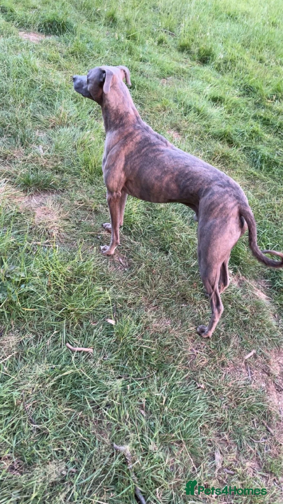Lurcher dogs for sale: Bullx SalukiDeerhoundGreyhound  in York - Advert 1
