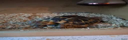 Tortoise reptiles for sale: Herman tortoise - Advert 1