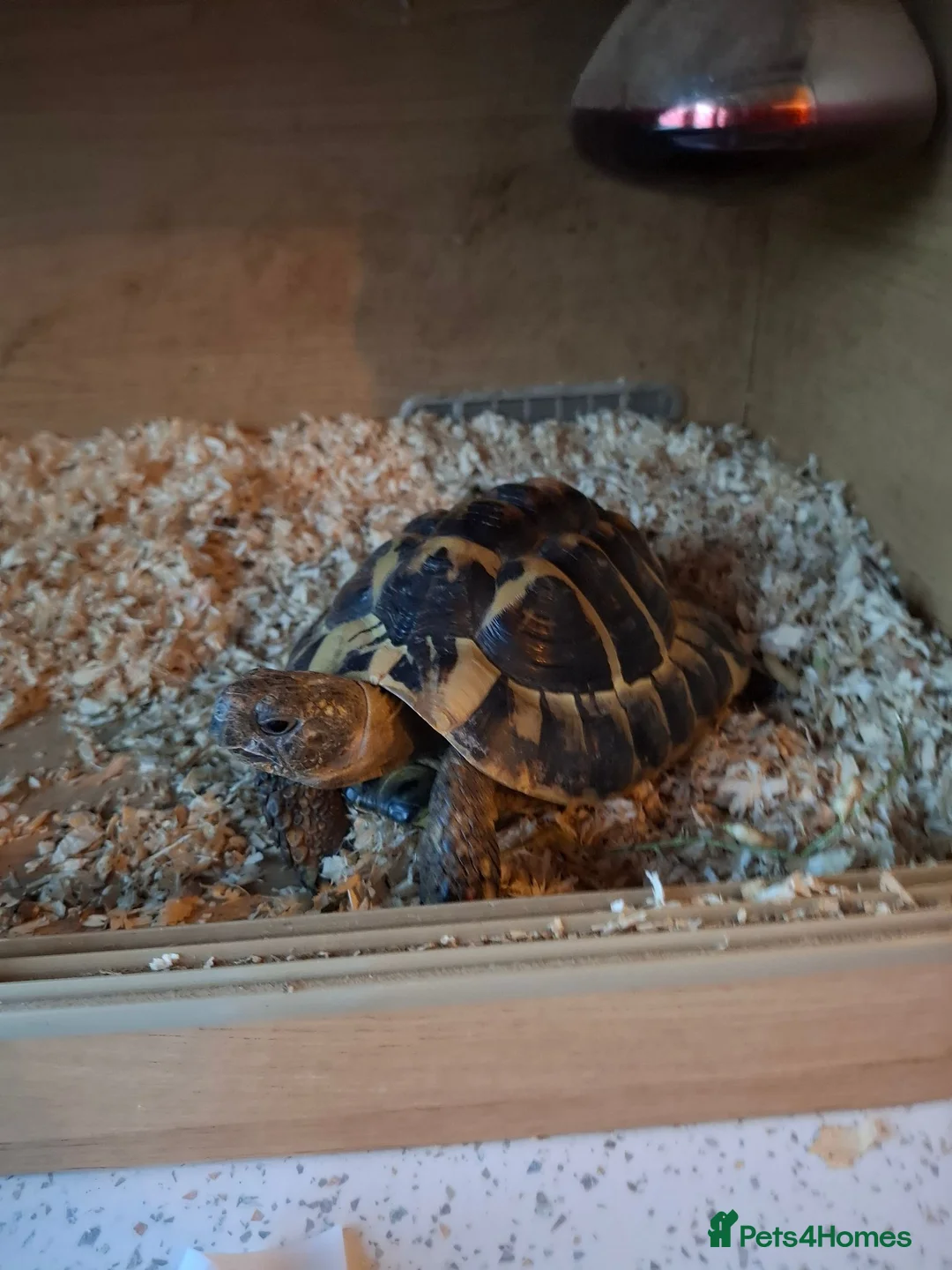 Tortoise reptiles for sale: Herman tortoise - Advert 1