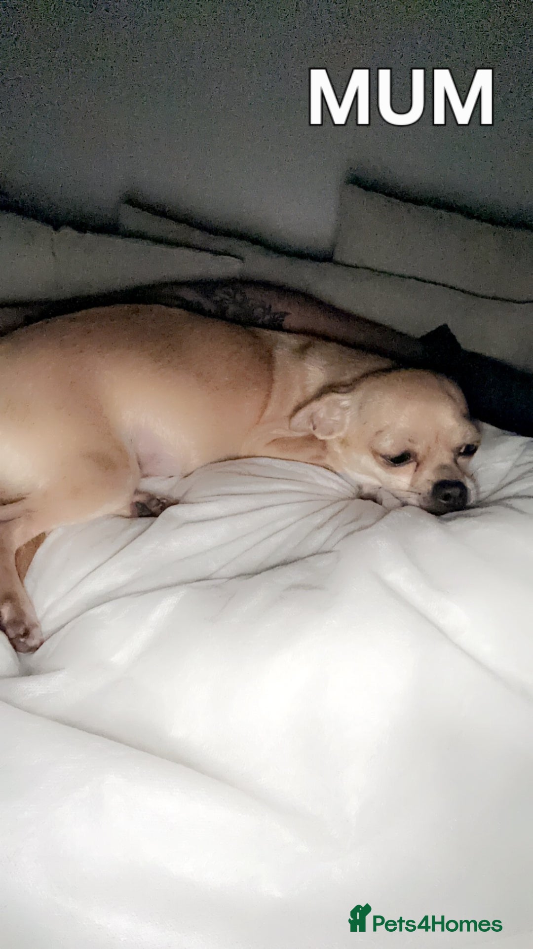 Chihuahua dogs for sale: Male Chihuahua Puppies Doppled  - Image 4