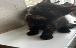 Mixed Breed cats for sale: Mixed breed kittens for sale  - Image 3