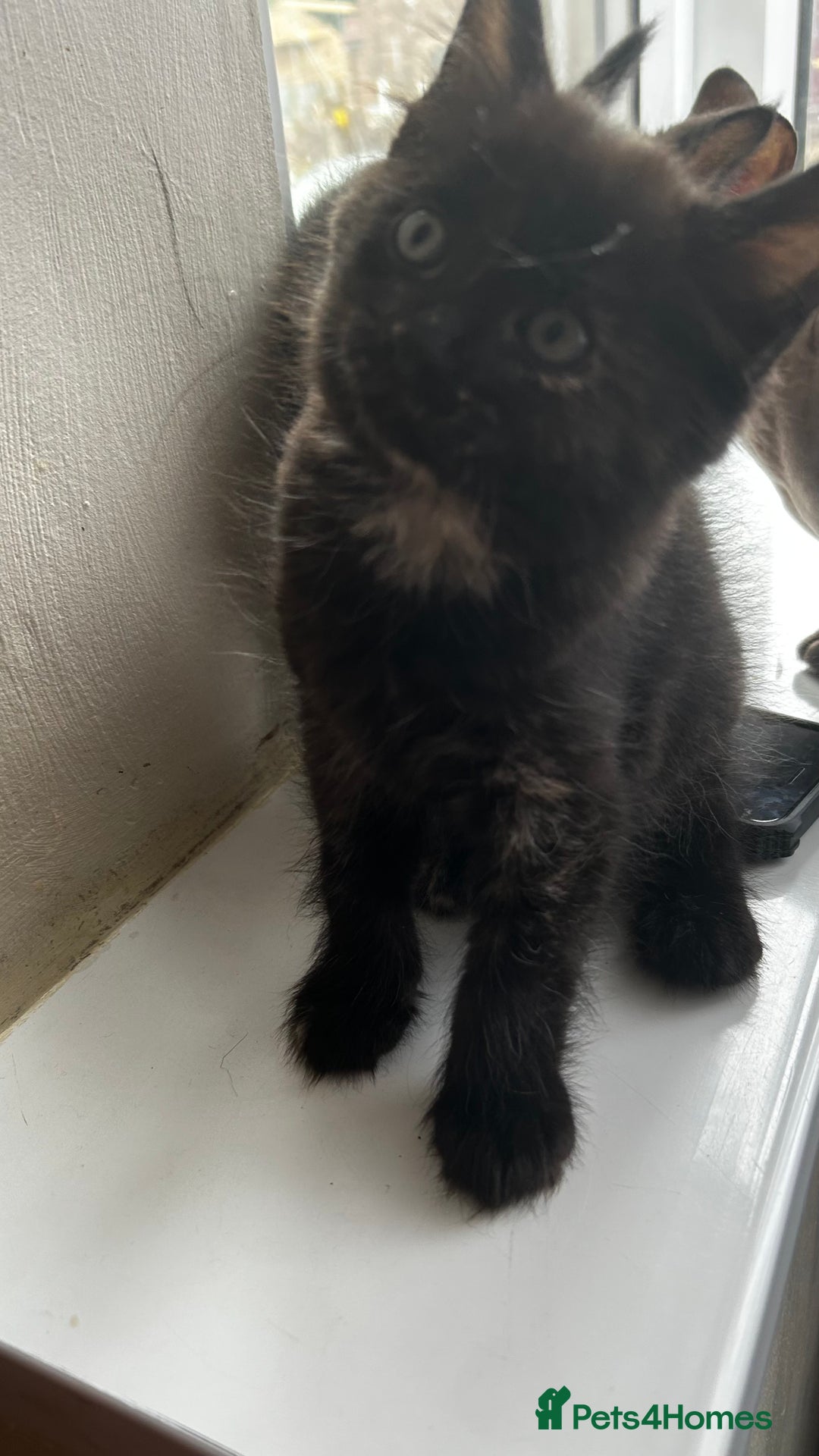 Mixed Breed cats for sale: Mixed breed kittens for sale  - Image 3