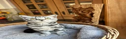 British Shorthair cats for sale: British shorthair Silver tabby  - Advert 22