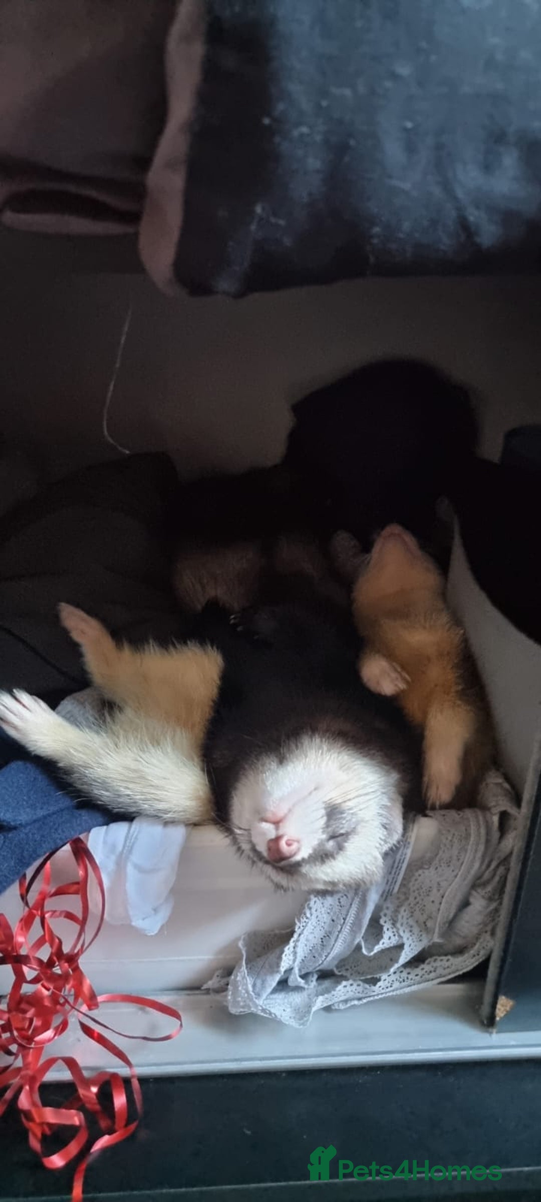 Ferret rodents for sale: 2 male ferrets looking for mew home - Advert 5