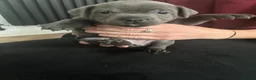 Staffordshire Bull Terrier dogs for sale: Blue Staffordshire bull terriers  - Advert 7