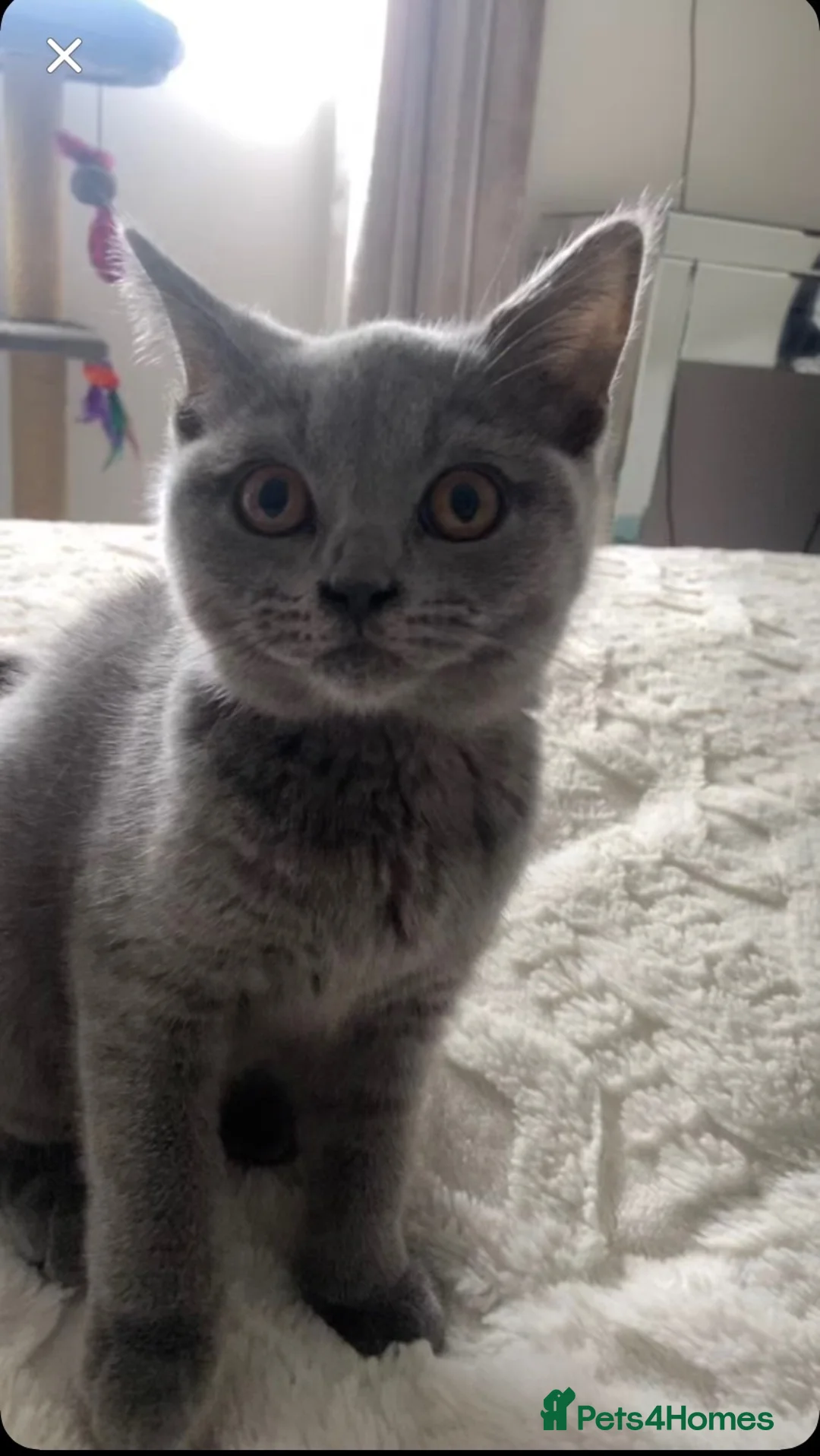 British Shorthair cats for sale: kitten for sale in Hamilton - Advert 4
