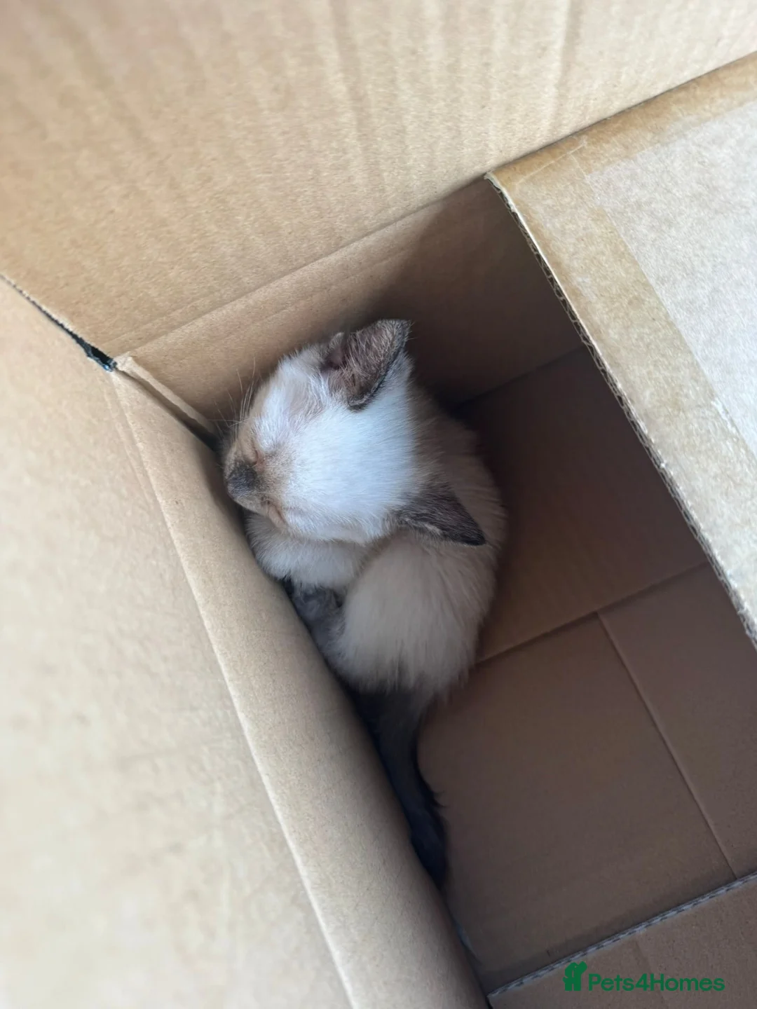 Mixed Breed cats for sale: Ragdoll x siamese in Melksham - Advert 2