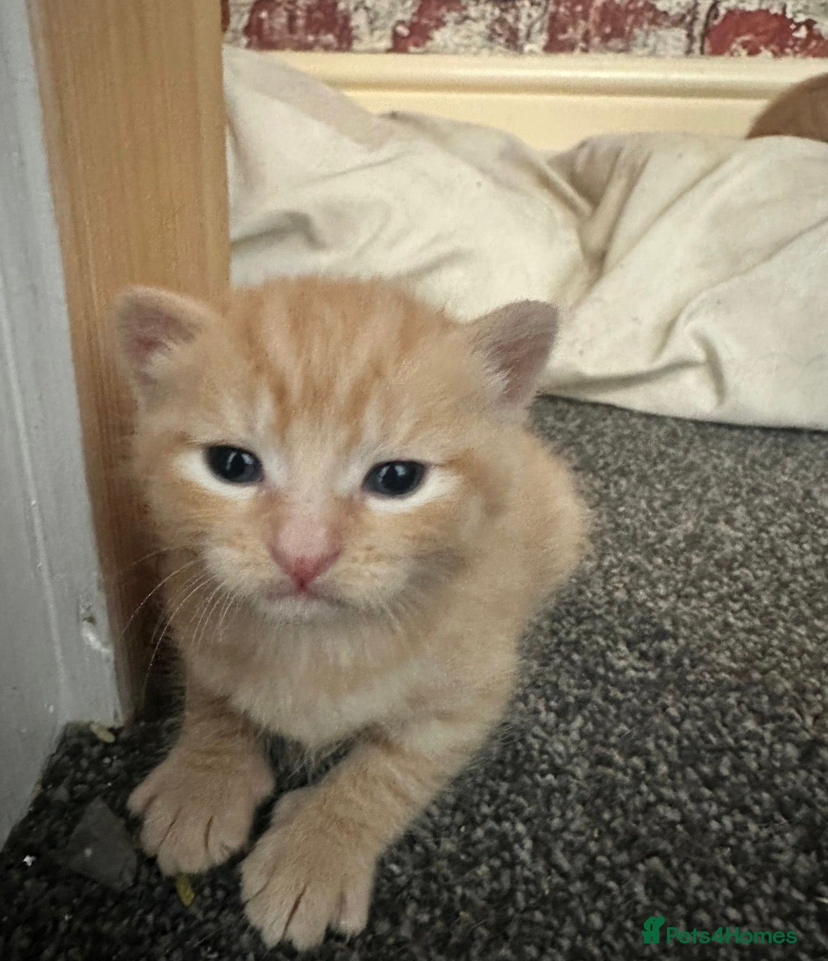 British Shorthair cats 2 female kittens  - Advert 1