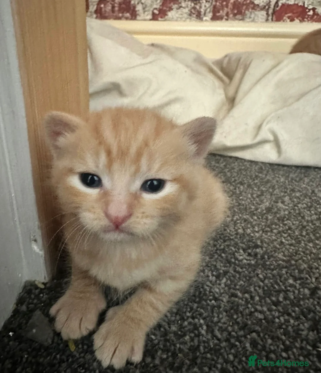 British Shorthair cats for sale: 2 female kittens  - Advert 1