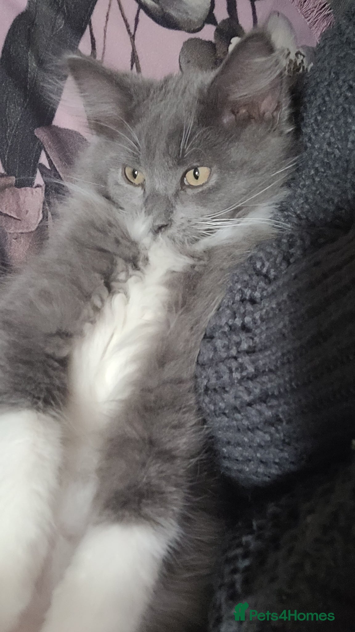 Maine Coon cats Maine coons kittens  - Advert 18