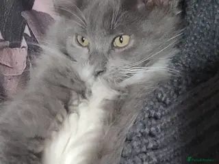 Maine Coon cats Maine coons kittens - Advert 18