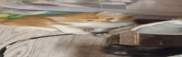 Mixed Breed cats for sale: Beautiful Long haired fluffy kittens - Advert 9