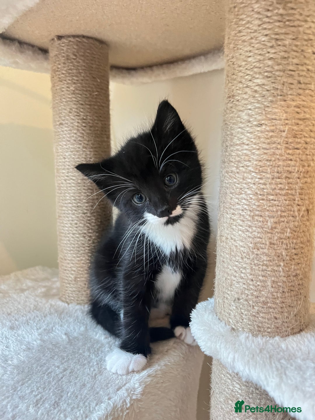 British Shorthair cats for sale: Kittens for sale - Image 15