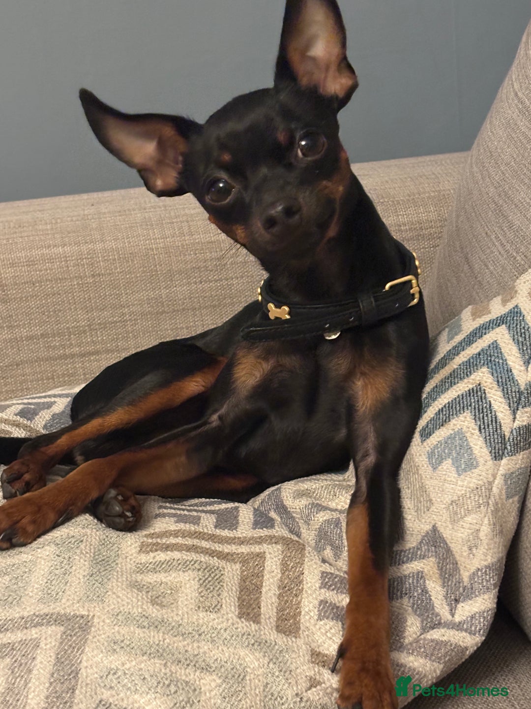 Russian Toy Terrier dogs for sale: Beautiful doggy - Advert 2