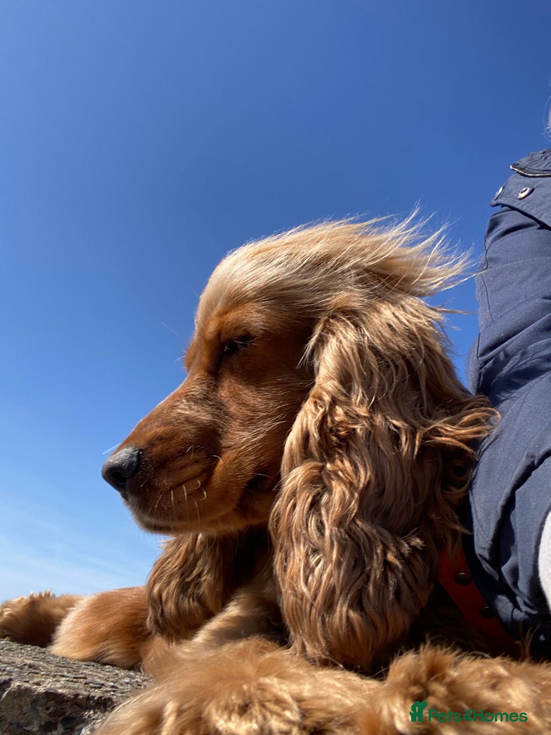 Cocker Spaniel dogs for sale: KC SHOW TYPE COCKER REGISTERED - Advert 9