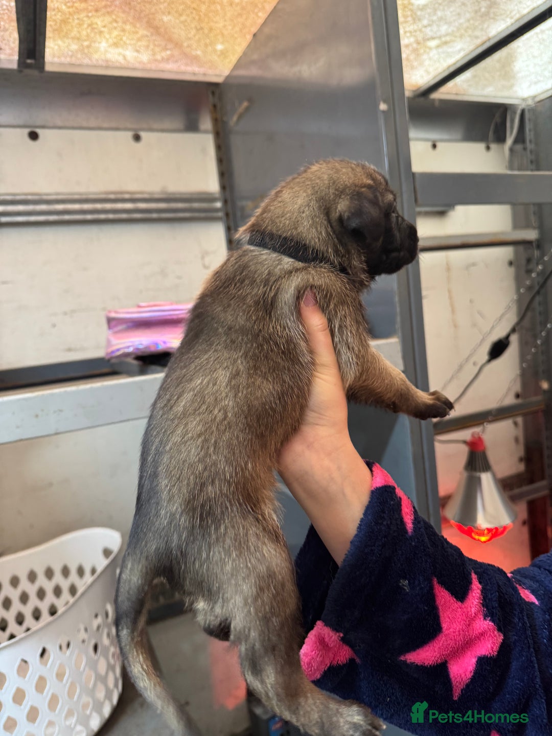 Belgian Shepherd Dog dogs for sale: 10 gorgeous Belgian Malinois pups - Advert 10