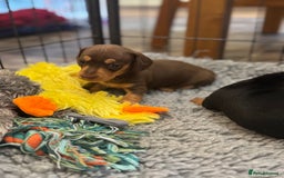 Miniature Dachshund dogs for sale: Gorgeous KC reg miniature Dachshund puppies  - Image 25