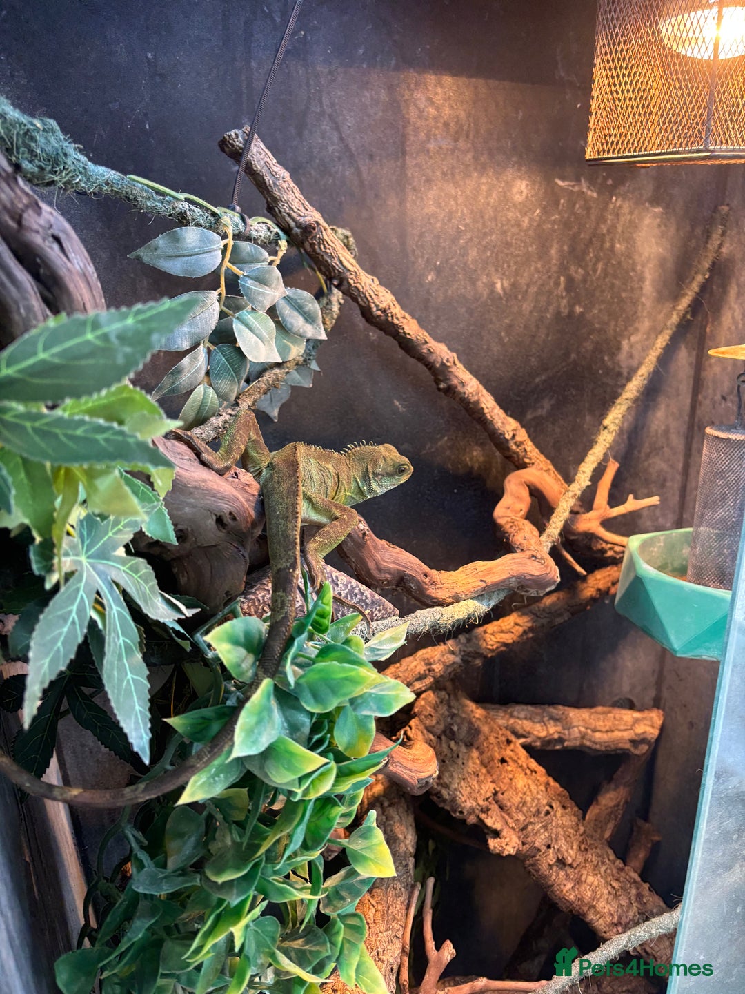 Dragon reptiles for sale: CHINESE WATER DRAGON WITH FULL SET UP - Image 5