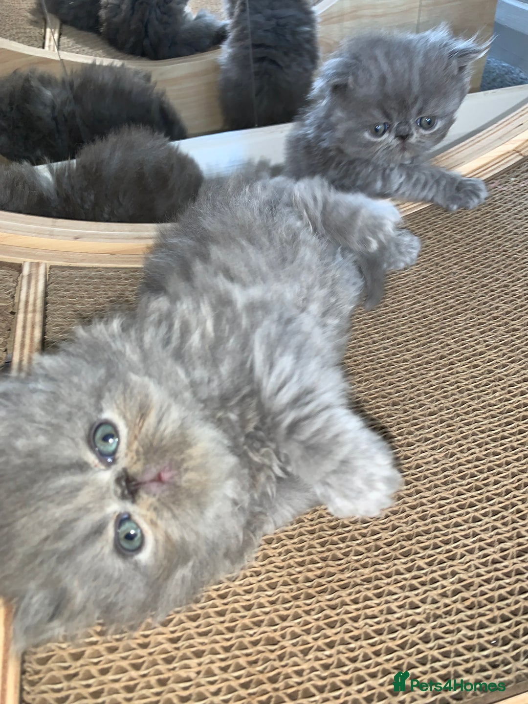Persian cats for sale: *5 Generations Pedigree Persian Kittens - Image 12