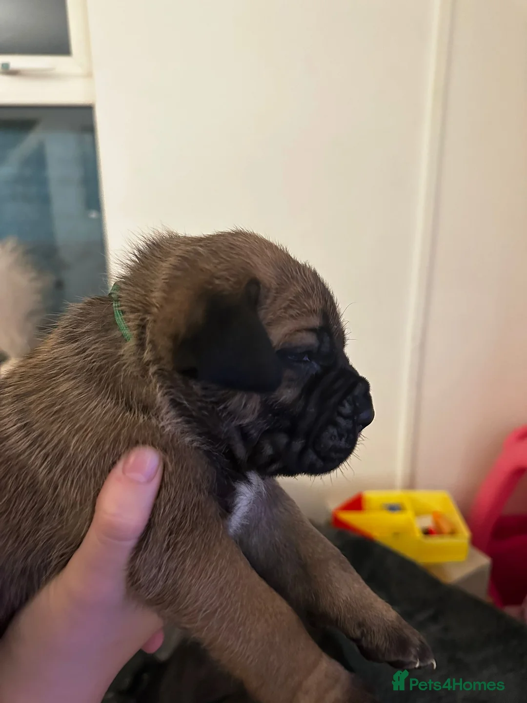 Cane Corso dogs for sale: Ready to go Thursday 2boys 1girl cane Corso pups - Advert 36