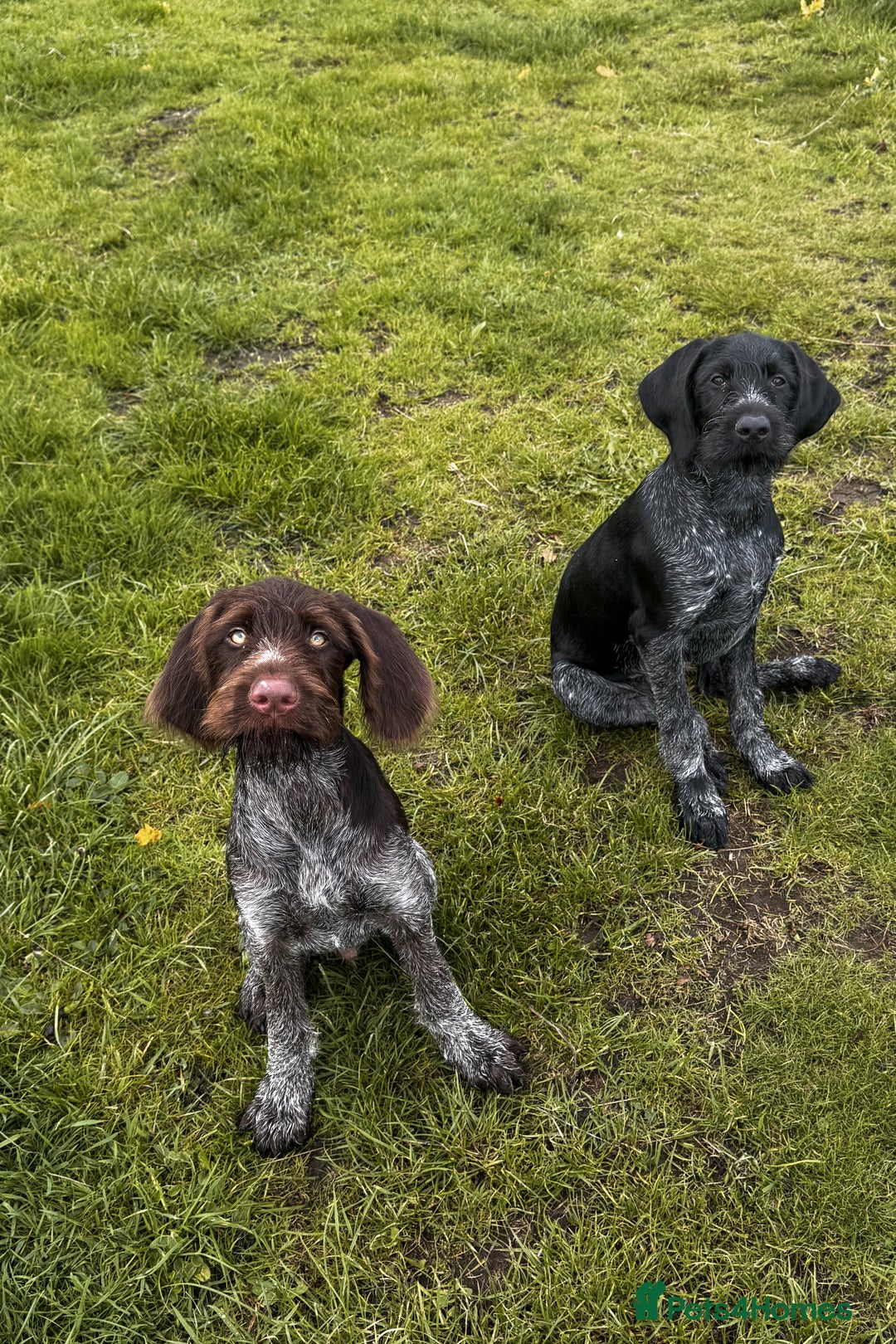 German Wirehaired Pointer dogs for sale: Liver German Wirehaired Pointer Puppy  - Image 6