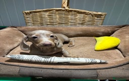 Miniature Dachshund dogs for sale: Outstanding Minature Dachshunds Puppies For Sale  - Image 9