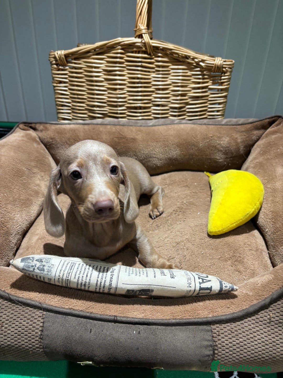 Miniature Dachshund dogs for sale: Outstanding Minature Dachshunds Puppies For Sale  - Image 9