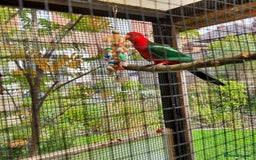 Parrots birds for sale: King Parrot Cock - Adult - Image 4