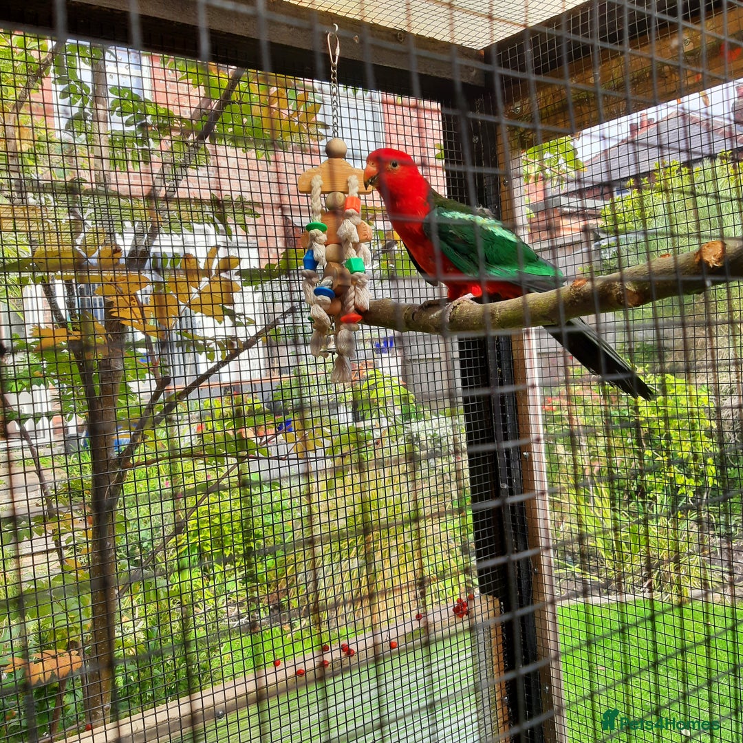 Parrots birds for sale: King Parrot Cock - Adult - Image 4