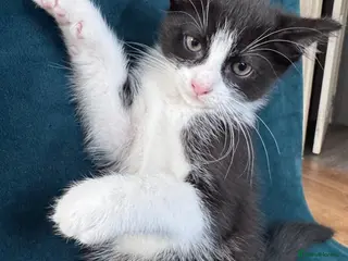 Mixed Breed cats Beautiful Kittens 😻 - Advert 17