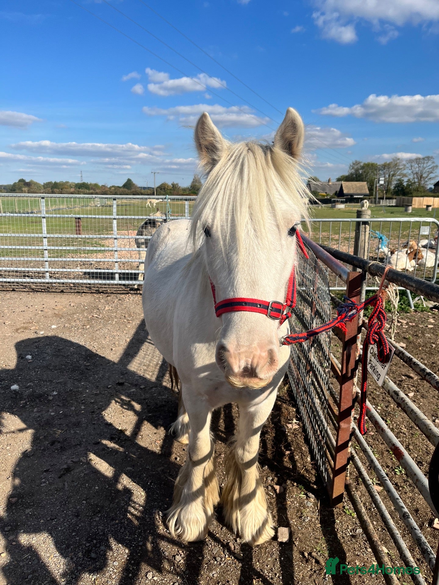 Irish Cob horses Tim the super cob!  - Advert 1