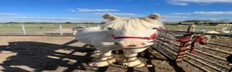 Irish Cob horses for sale: Tim the super cob!  - Advert 1