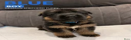 German Shepherd dogs for sale: ⭐️7 Beautiful German Shepherd Puppies⭐️ in Rugby - Advert 15