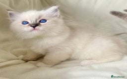 Ragdoll cats for sale: GCCF Family Reared Ragdoll Kittens - Image 5