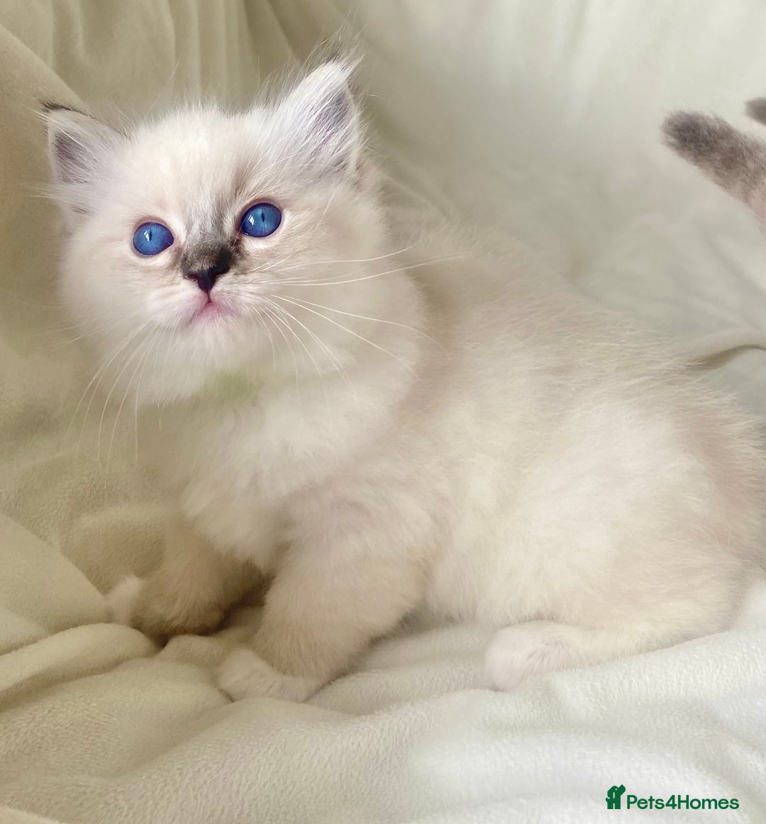 Ragdoll cats for sale: GCCF Family Reared Ragdoll Kittens - Image 5