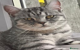 British Shorthair cats for sale: British Shorthair X  - Image 1
